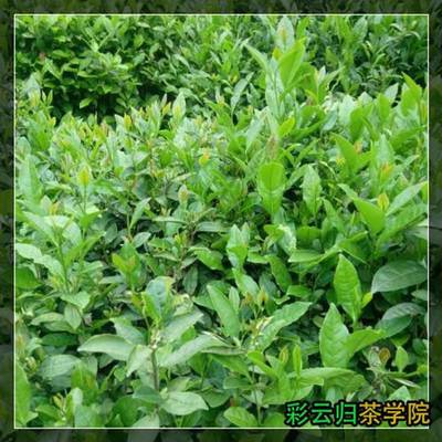2016年中國茶葉價(jià)格表及代理銷售分析——以勐海縣勐宋石進(jìn)雄茶廠與昌寧易佑茶廠為例